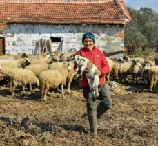 Hayvancılık bilgisiyle sosyal medyada gündem olan Havranlı Şevki Savran'ın koyunları sigortalandı