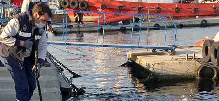 İstanbul Boğazı'nda 1 günde 3 yunusun ölü bulunmasının nedeni: Balık ağları