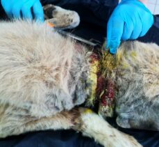 Kırşehir'de bir ayda 20 yaralı sokak ve yaban hayvanı tedavi edildi