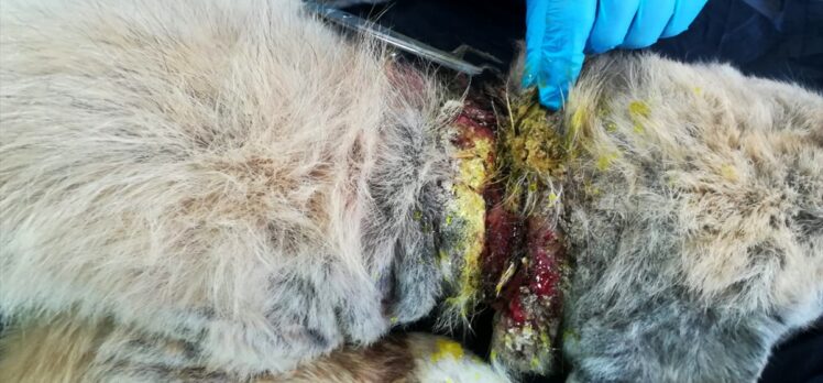 Kırşehir'de bir ayda 20 yaralı sokak ve yaban hayvanı tedavi edildi