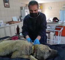 Kırşehir'de yaralı ve hasta halde bulunan köpek tedavi edildi