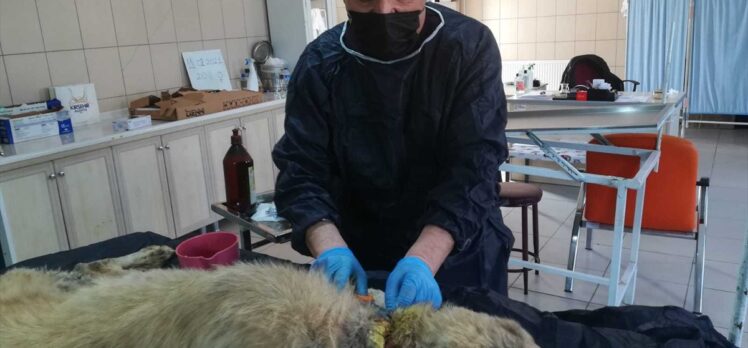 Kırşehir'de yaralı ve hasta halde bulunan köpek tedavi edildi