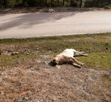 Sakarya'da çoban köpeklerinin zehirlenerek öldürüldüğü iddiası