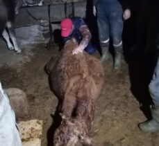 Sivas'ta jandarma ekipleri gebe inek için seferber oldu