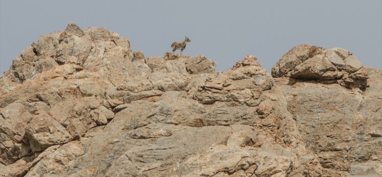 Yaban keçileri için Van'daki Pagan Dağı'na at ve eşeklerle ot taşıdılar