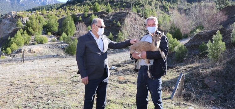 Adana'da bitkin halde bulunan dağ keçisi yavrusu bakıma alındı