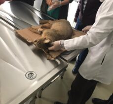 Adana'da yaralı bulunan saz kedisi tedavi altına alındı