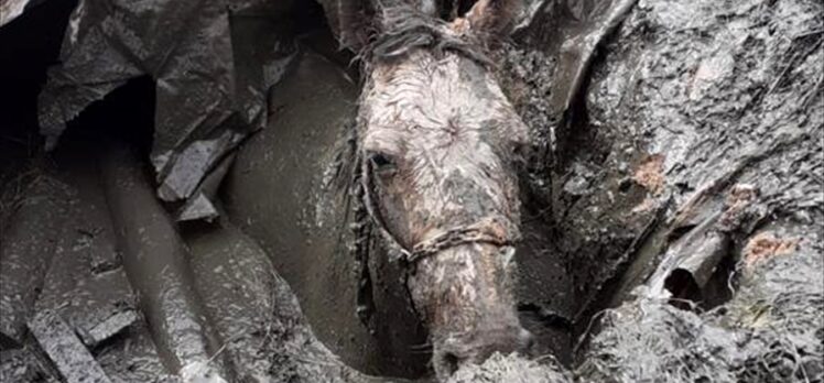 Aksaray'da foseptik çukuruna düşen atı itfaiye ekipleri kurtardı