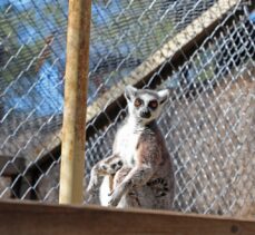 Antalya Hayvanat Bahçesi'ndeki bazı hayvanların doğum yapması sevindirdi