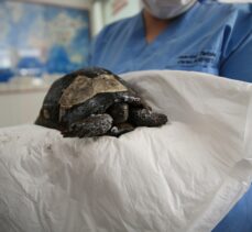 Antalya'da orman yangınından kurtarılan kaplumbağa tedaviye alındı