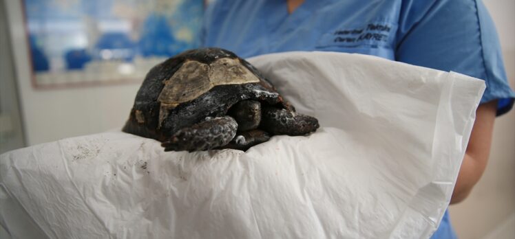 Antalya'da orman yangınından kurtarılan kaplumbağa tedaviye alındı
