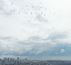 Baharın müjdecisi leylekler, İstanbul'a gelmeye başladı