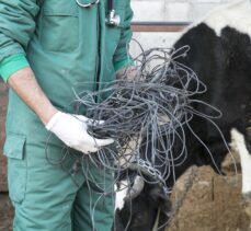 Beslenme güçlüğü çektiği için ameliyat edilen ineğin karnından 15 kilo halat çıktı