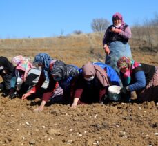 Gönüllü gençler imece usulüyle Taşköprü sarımsağını toprakla buluşturdu