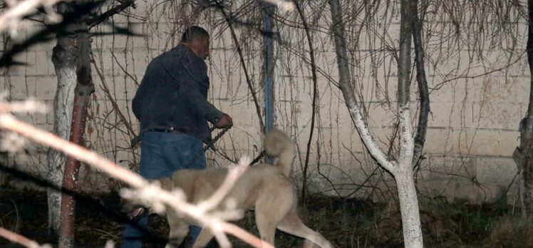 Kayseri'de komşusunun köpeğinin saldırısına uğrayan kişi yaralandı