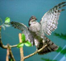 Kırklareli'nde “kuşçu dayı” olarak bilinen tahnit ustası, 61 yılda bine yakın hayvanı doldurdu