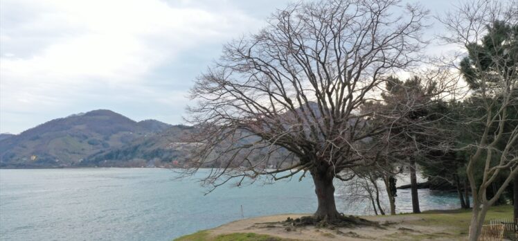 Ordu'da 140 yıllık ıhlamur ağacı “anıt ağaç” olarak tescillendi