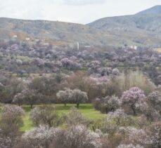 Tunceli'de baharın müjdecisi badem ağaçları çiçek açtı