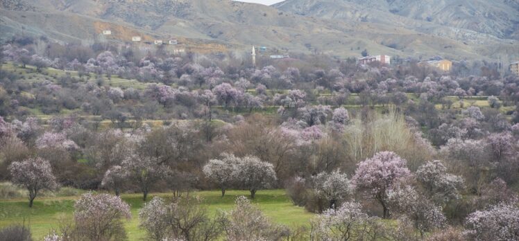Tunceli'de baharın müjdecisi badem ağaçları çiçek açtı