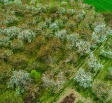Afyonkarahisar'da çiçeklenen kiraz ağaçları güzelliğiyle göz kamaştırıyor