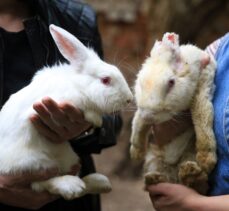 Aydın'da iki hayvansever, yaralıyken sahiplenip hayata bağladıkları tavşan “Zulu”nun hikayesini anlattı