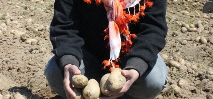Cumhurbaşkanı Erdoğan'ın müjdesi Ödemişli patates üreticilerini mutlu etti