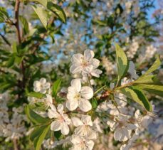 Kars'ta tescilli “uzun elma” ağaçları çiçek açmaya başladı