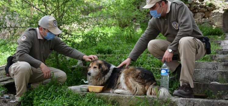Kastamonu'da “tam kapanma”nın ilk gününde polisler sokak hayvanlarını besledi