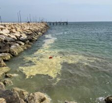 Mersin'de denizdeki renk değişiminin sebebinin Kıbrıs akasyası poleni olduğu açıklandı