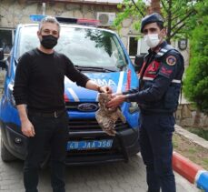 Muğla'da jandarmanın kurtardığı yaralı baykuş tedavi altına alındı