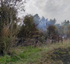 Muğla'da okaliptüs ağaçlarının bulunduğu alanda çıkan yangında 2 dönüm alan zarar gördü