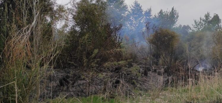 Muğla'da okaliptüs ağaçlarının bulunduğu alanda çıkan yangında 2 dönüm alan zarar gördü
