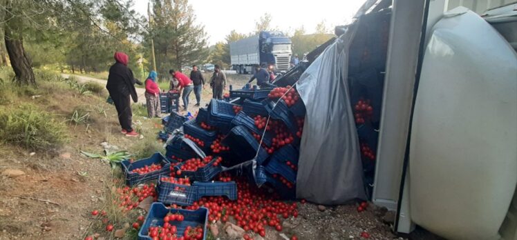 Muğla'da tarım işçileri devrilen kamyondaki domatesleri toplamak için seferber oldu