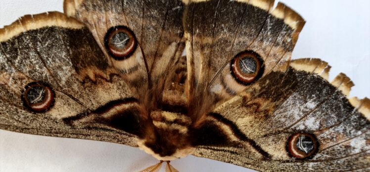 Osmaniye'de kanat açıklığı 16 santimetre olan tavus kelebeği bulundu