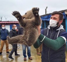 Sakarya'da eve giren ayı yavrusu koruma altına alındı