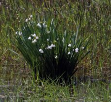 “Şifa kaynağı” göl soğanı bitkisinin doğadan izinsiz toplanmaması gerekiyor