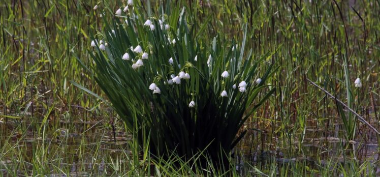 “Şifa kaynağı” göl soğanı bitkisinin doğadan izinsiz toplanmaması gerekiyor