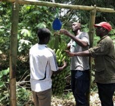 TİKA'dan Batı Afrika ülkesi Gine'deki muz üretimine destek