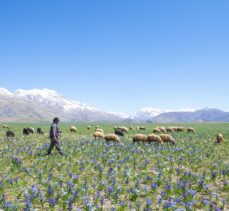 Tunceli'nin dağ köylerinde açan “süsen çiçekleri” göz kamaştırıyor