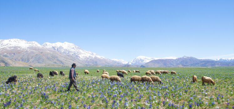 Tunceli'nin dağ köylerinde açan “süsen çiçekleri” göz kamaştırıyor