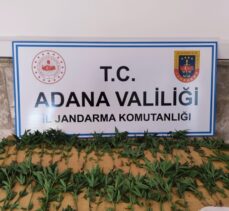 Adana'da tarlada ve damda kenevir yetiştiren 4 kişi gözaltına alındı