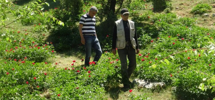 Afyonkarahisar'da koruma altındaki “kızıl lale”yi koparana 80 bin 465 lira ceza