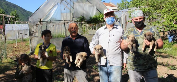 Artvin'de annesiz kalan 7 köpek yavrusu koruma altına alındı