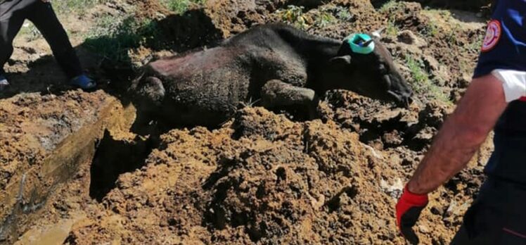 Bingöl'de çamura saplanarak mahsur kalan ineği itfaiye ekibi kurtardı