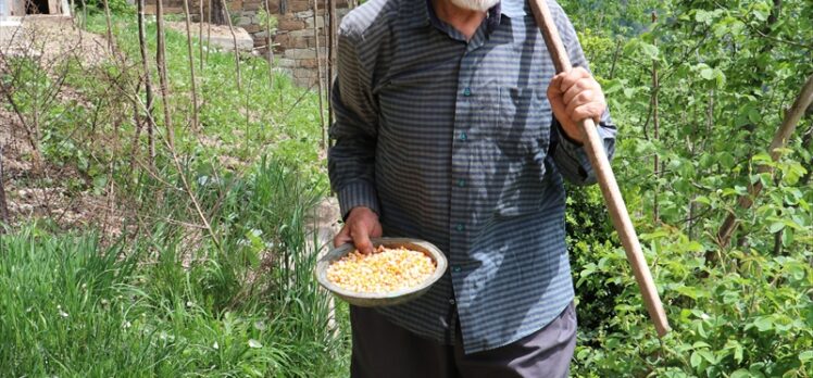 Dededen kalma tohumlarla 70 yaşında çiftçilik yapıyor