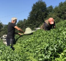 Doğu Karadeniz'de birinci sürgün yaş çay hasadı başladı