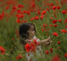 Düzce'de tarlaları kırmızıya boyayan gelincik çiçekleri şenliği