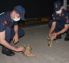 Giresun'da fındık bahçesinde bulunan iki karaca yavrusu koruma altına alındı