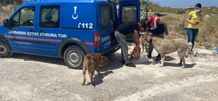 Hatay'da jandarma “tam kapanma” sürecinde sokak hayvanlarına 1,5 ton mama dağıttı