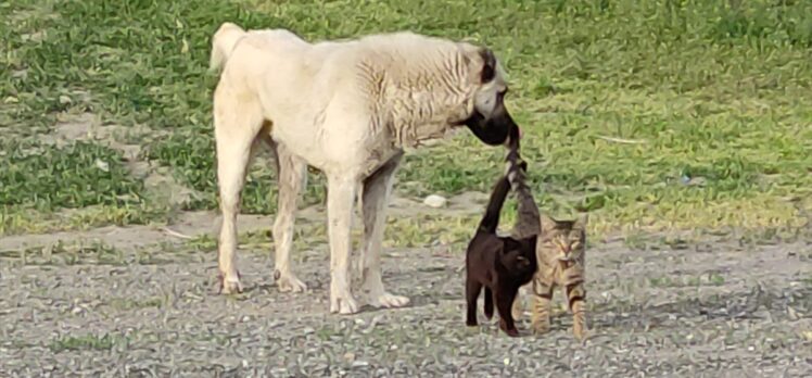 Kars'ta köpek ile iki kedinin dostluğu şaşırtıyor
